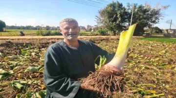 تراجع سعر القلقاس إلى 5 جنيهات يبعث الفرح في مزارع المنوفية بحصادهم